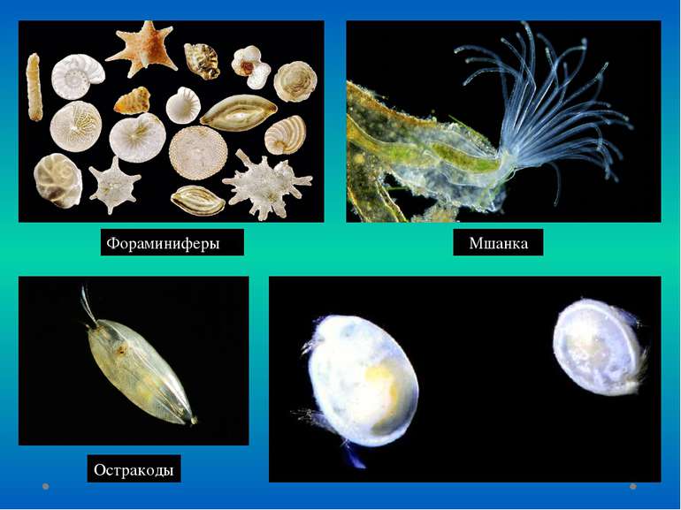 Фораминиферы Мшанка Остракоды