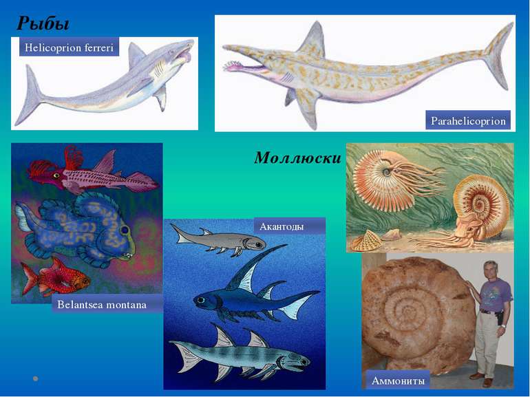 Рыбы Моллюски Helicoprion ferreri Parahelicoprion Belantsea montana Акантоды ...