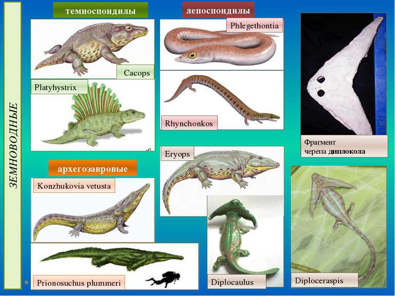 ЗЕМНОВОДНЫЕ архегозавровые лепоспондилы Platyhystrix