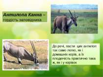 Антилопа Канна – гордість заповідника До речі, пасти цих антилоп так само лег...