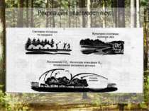 Рекреаційні властивості лісу: