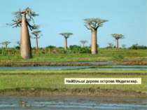 Найбільші дерева острова Мадагаскар. 