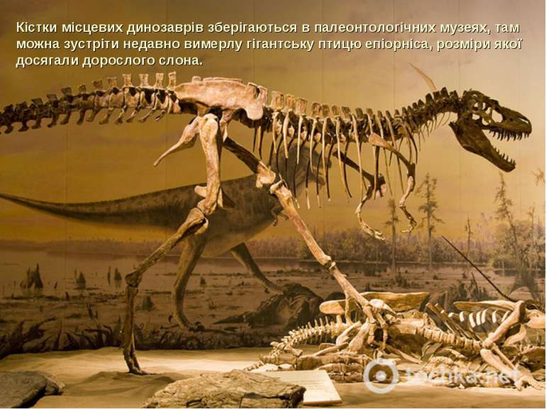 Кістки місцевих динозаврів зберігаються в палеонтологічних музеях, там можна ...