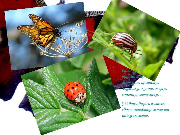 В Україні існує багато видів комах: бабки, таргани, коники, цвіркуни, щипавки...