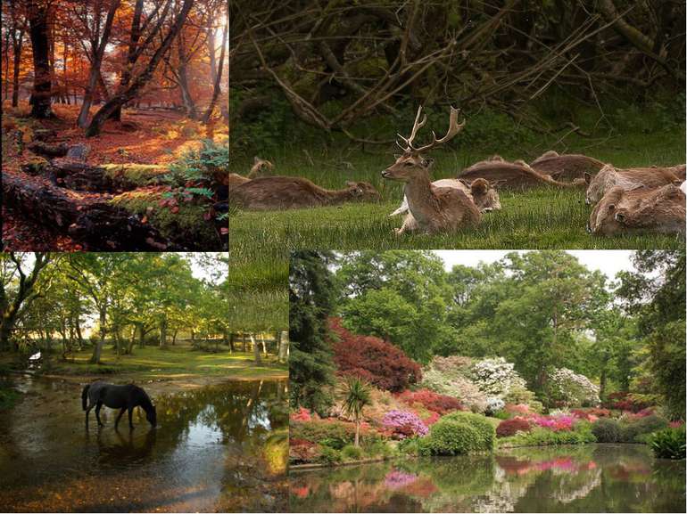 Національний парк Нью-Форест знаходиться на півдні Англії. Більша його частин...