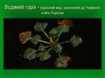Водяний горіх - рідкісний вид, занесений до Червоної книги України