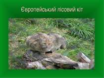 Європейський лісовий кіт
