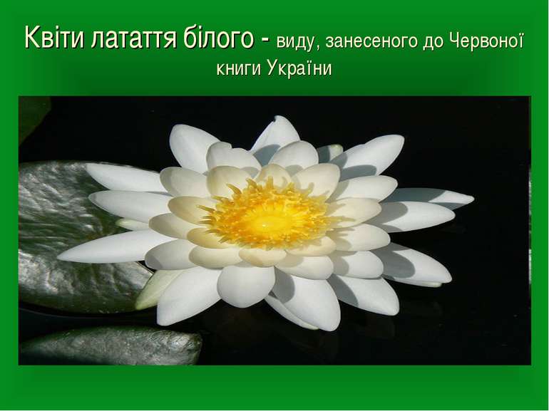 Квіти латаття білого - виду, занесеного до Червоної книги України