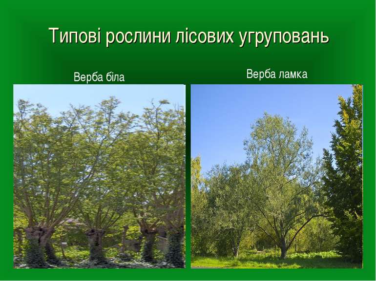 Типові рослини лісових угруповань Верба ламка Верба біла