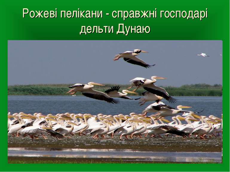 Рожеві пелікани - справжні господарі дельти Дунаю
