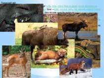 Тваринний світ У зоні мішаних лісів водяться травоїдні звірі: зубр, лось, оле...