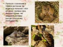 Полісся є основним в Україні регіоном, де водяться польова і лісова миші, пол...