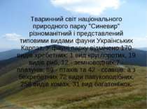 Тваринний світ національного природного парку "Синевир" різноманітний і предс...