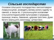 Сільське господарство Основою сільського господарства є високотоварне тваринн...