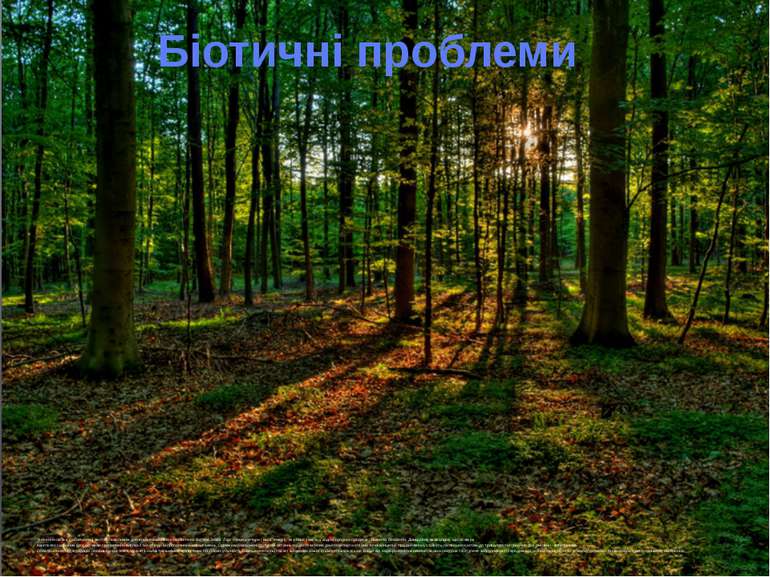 Значення лісів є глобальним і життєво важливим для всього комплексу екологічн...