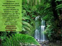 Влажные тропические леса являются наиболее богатыми экосистемами на планете (...