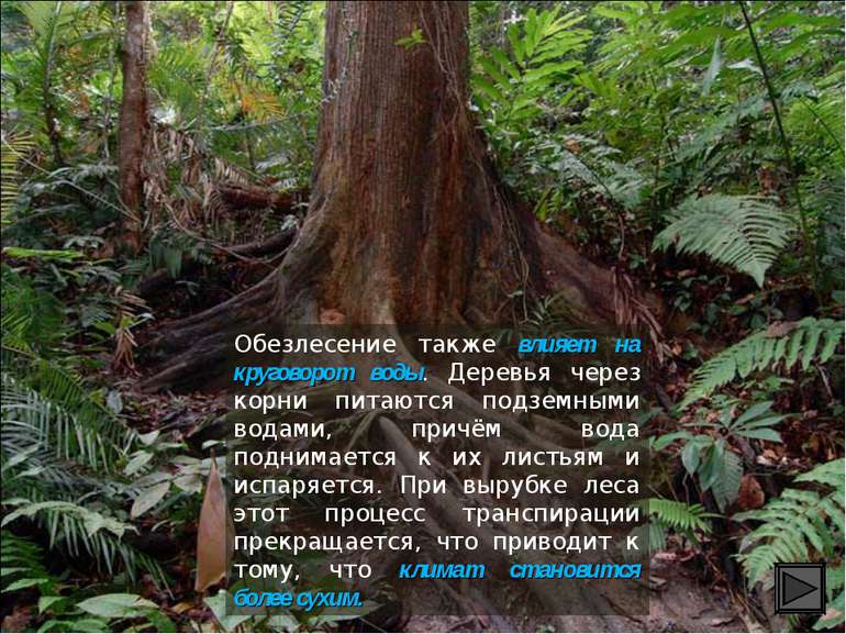 Обезлесение также влияет на круговорот воды. Деревья через корни питаются под...