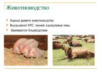 Животноводство Хорошо развито животноводство: Выращивают КРС, свиней, каракул...