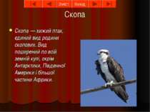 Скопа Скопа — хижий птах, єдиний вид родини скопових. Вид поширений по всій з...