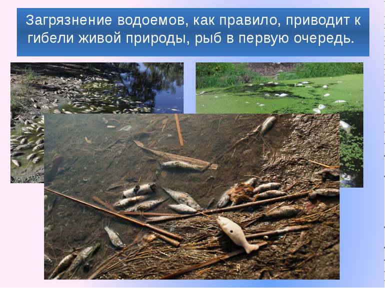 Загрязнение водоемов, как правило, приводит к гибели живой природы, рыб в пер...