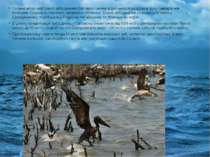 Головні місця нафтового забруднення Світового океану відмічаються на шляхах р...