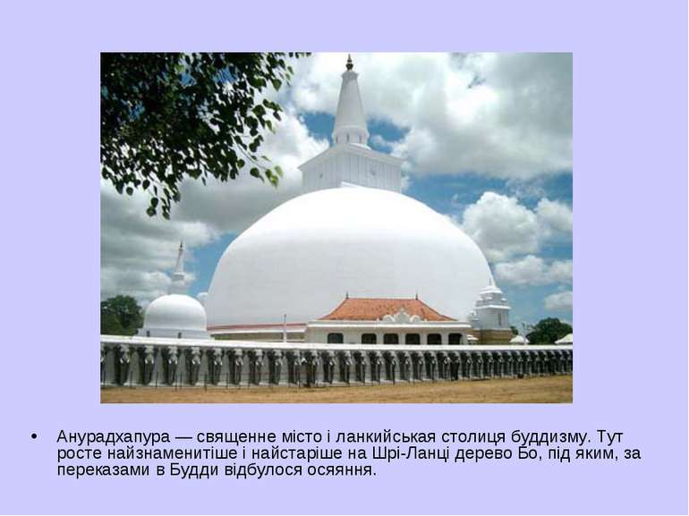Анурадхапура — священне місто і ланкийськая столиця буддизму. Тут росте найзн...