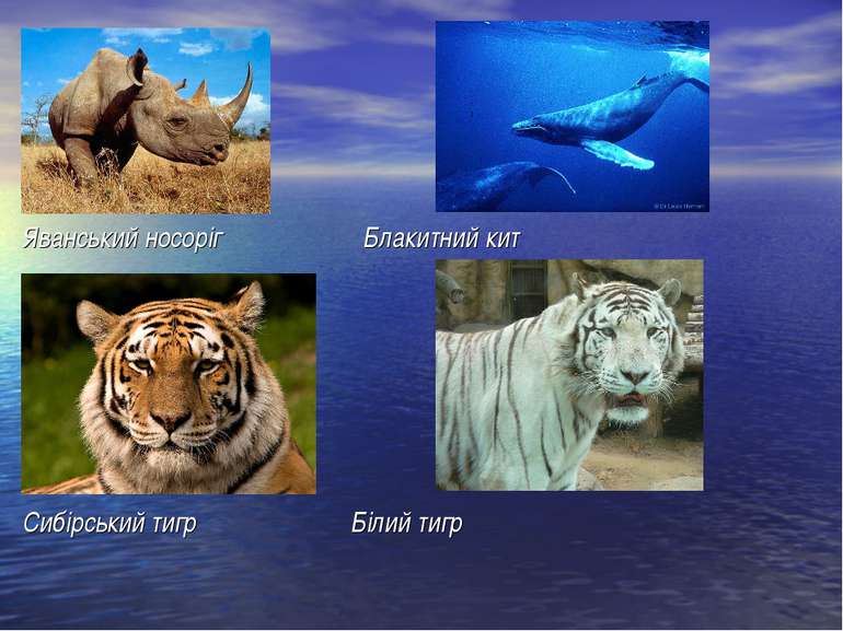 Яванський носоріг Блакитний кит Сибірський тигр Білий тигр