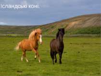 Ісландські коні.