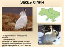 Заєць білий  В Україні мешкає кілька сотень біляків. Причини зміни чисельност...