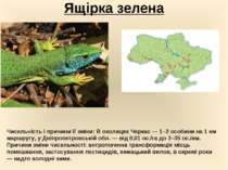 Ящірка зелена Чисельність і причини її зміни: В околицях Черкас — 1–2 особини...