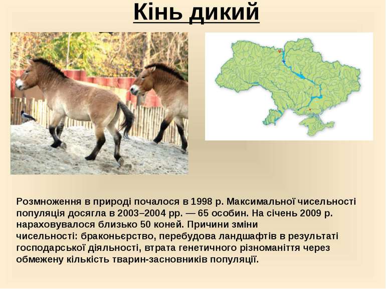 Кінь дикий Розмноження в природі почалося в 1998 р. Максимальної чисельності ...