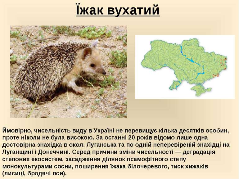 Їжак вухатий Ймовірно, чисельність виду в Україні не перевищує кілька десяткі...