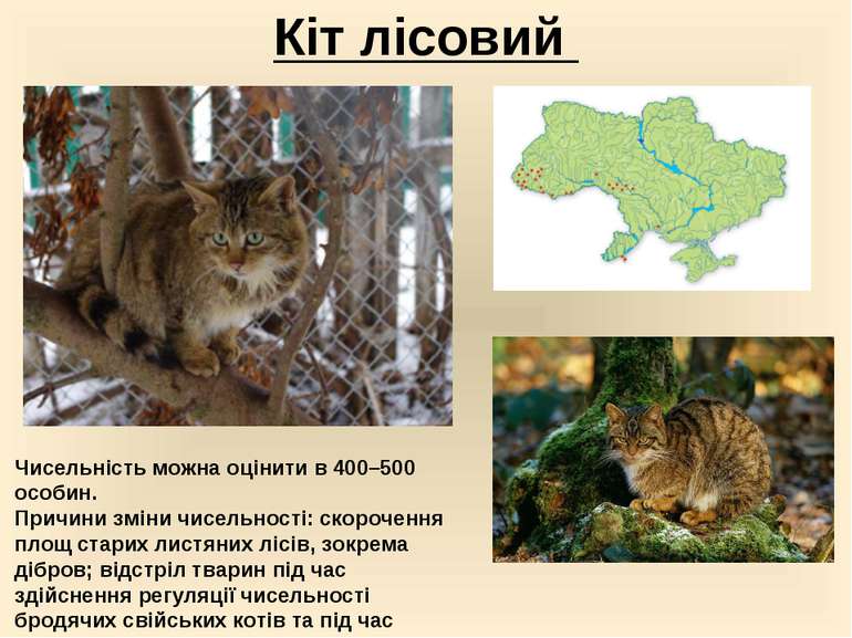 Кіт лісовий  Чисельність можна оцінити в 400–500 особин. Причини змiни чисель...