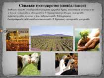 Сільське господарство (спеціалізація) Розвинене зернове господарство,вирощуют...