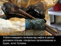 Робочі очищають пелікана від нафти в центрі допомоги птахам, спеціально орган...