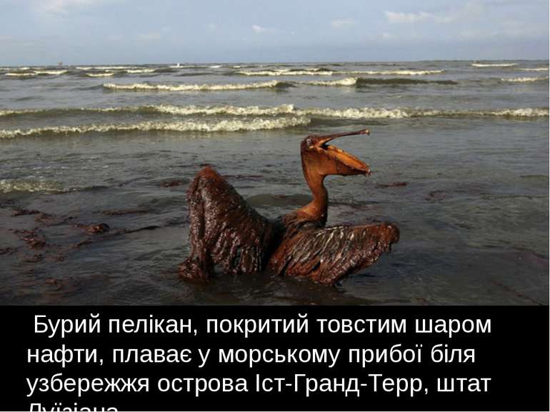 Бурий пелікан, покритий товстим шаром нафти, плаває у морському прибої біля у...