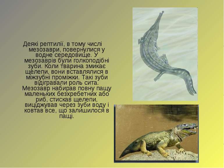 Деякі рептилії, в тому числі мезозаври, повернулися у водне середовище. У мез...