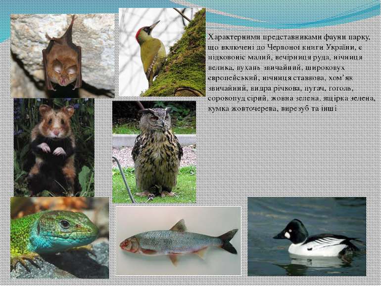 Характерними представниками фауни парку, що включені до Червоної книги Україн...