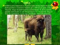Зубр Найбільшою твариною в Україні є зубр (бізон європейський), який досягає ...