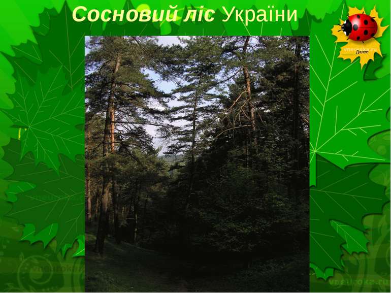 Сосновий ліс України