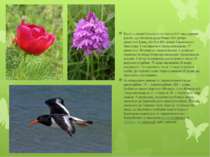 Всього у флорі Казантипу налічується 541 вид судинних рослин, що становить де...