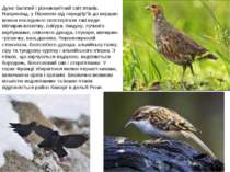 Дуже багатий і різноманітний світ птахів. Наприклад, у Піренеях від передгір'...