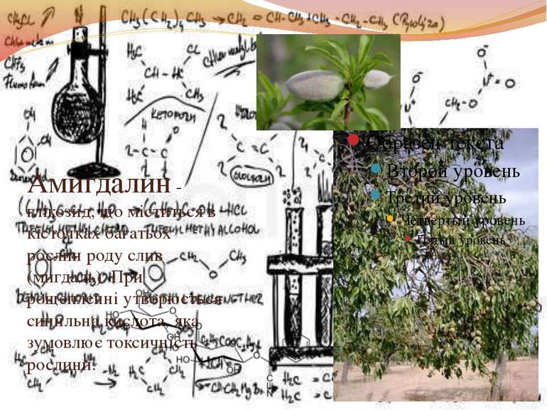 Амигдалин - глікозид, що міститься в кісточках багатьох рослин роду слив (миг...