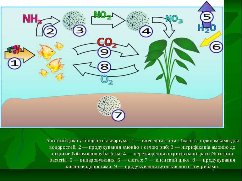Азотний цикл у біоценозі акваріума: 1 — внесення азота з їжею та підкормками ...