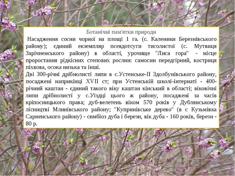 Ботанічні пам'ятки природи  Насадження сосни чорної на площі 1 га. (с. Калени...