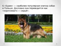 6.«Бурек» — наиболее популярная кличка собак в Польше. Дословно она переводит...