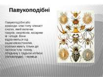 Павукоподібні Павукоподі бні або арахніди- клас типу членистоногих, який вклю...