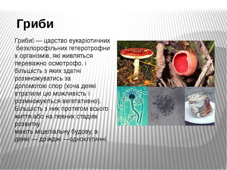 Гриби Гриби  — царство еукаріотичних безхлорофільних гетеротрофних організмів...