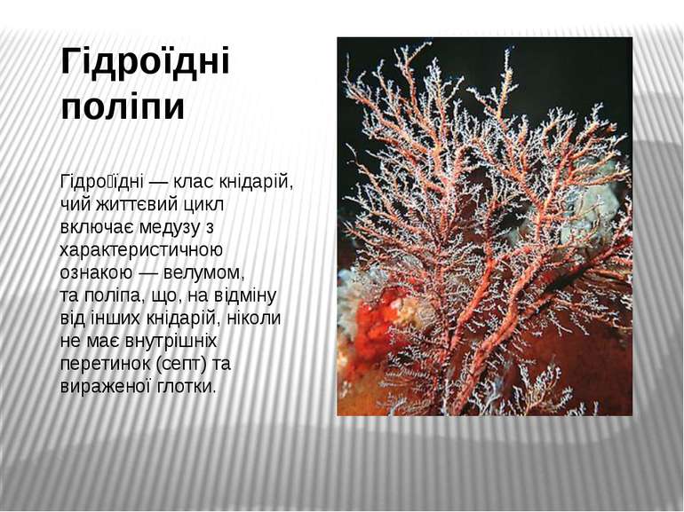 Гідроїдні поліпи Гідро їдні — клас кнідарій, чий життєвий цикл включає медузу...
