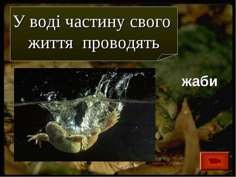 жаби У воді частину свого життя проводять